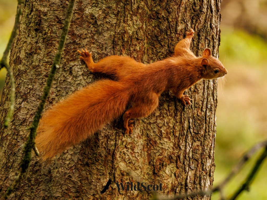Red squirrel clinging to a tree trunk, looking right.