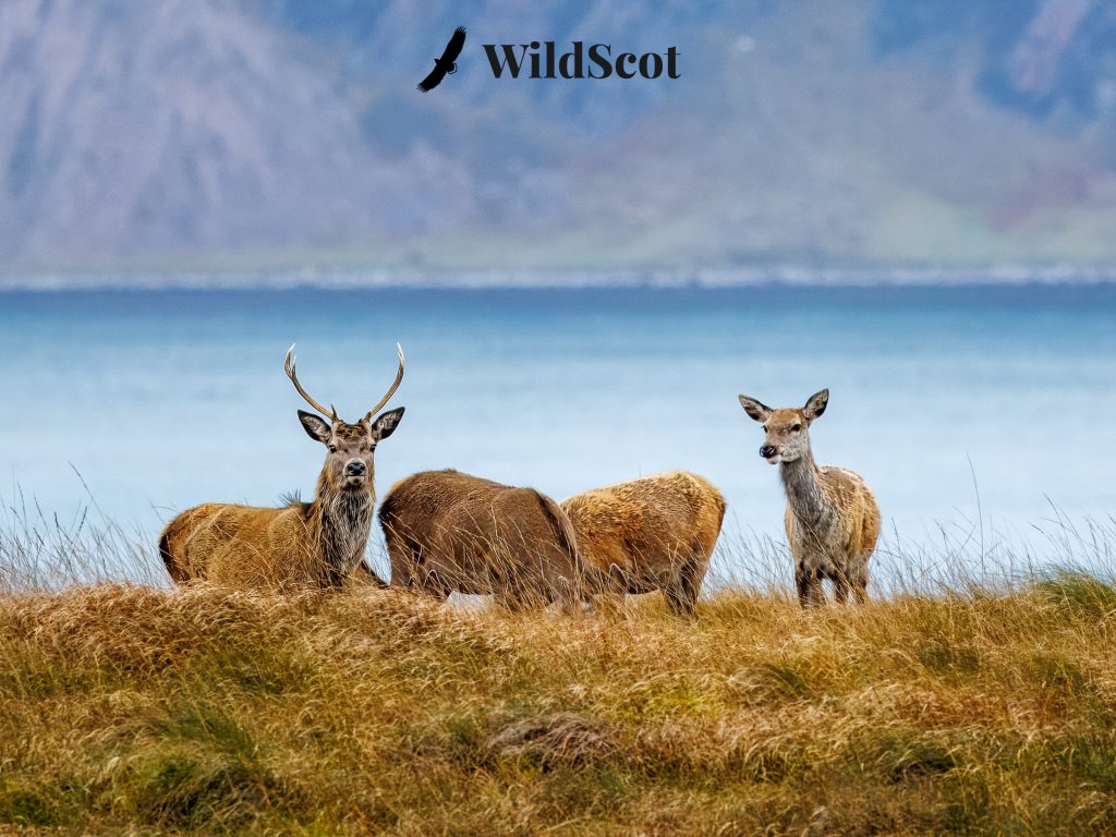 Red deer family grazing on a grassy hillside in Scotland, with a bird of prey overhead. Text: WildScot.