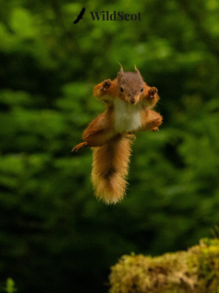 Red squirrel mid-air, jumping against a green background. "WildScot" logo at the top.