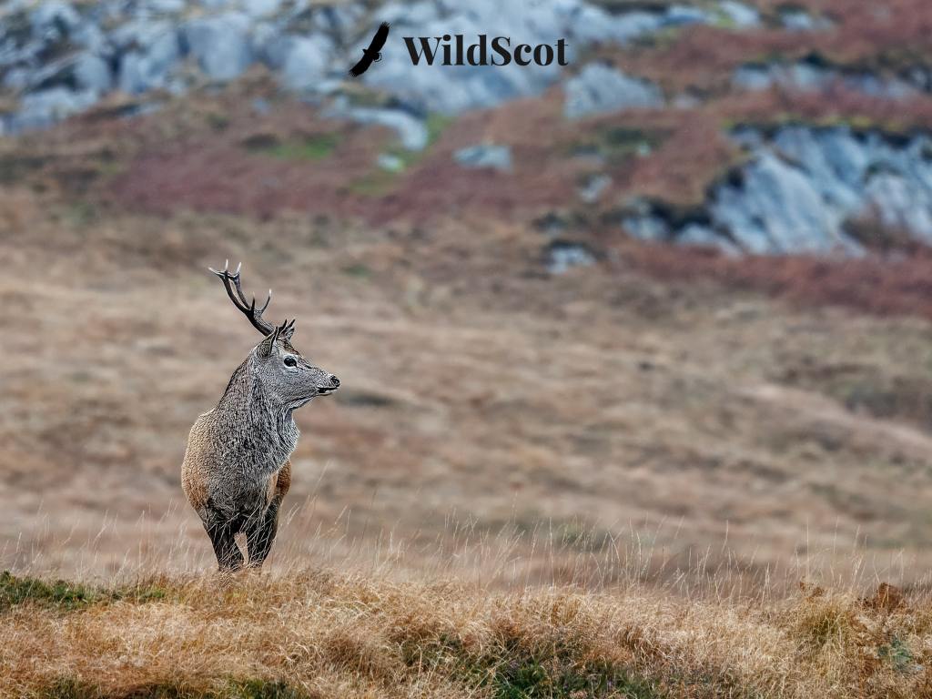 Red deer stag in Scottish Highlands, standing in a field with rocks in background. WildScot logo visible.