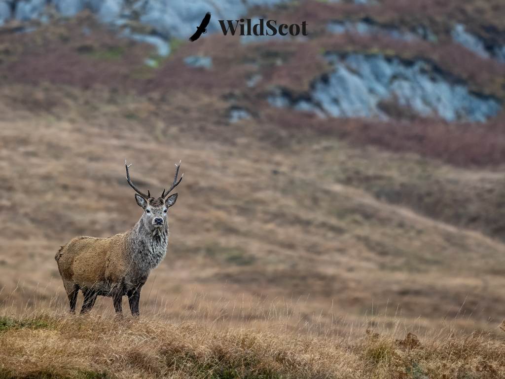 Red deer stag in Scottish Highlands, with eagle and "WildScot" text.