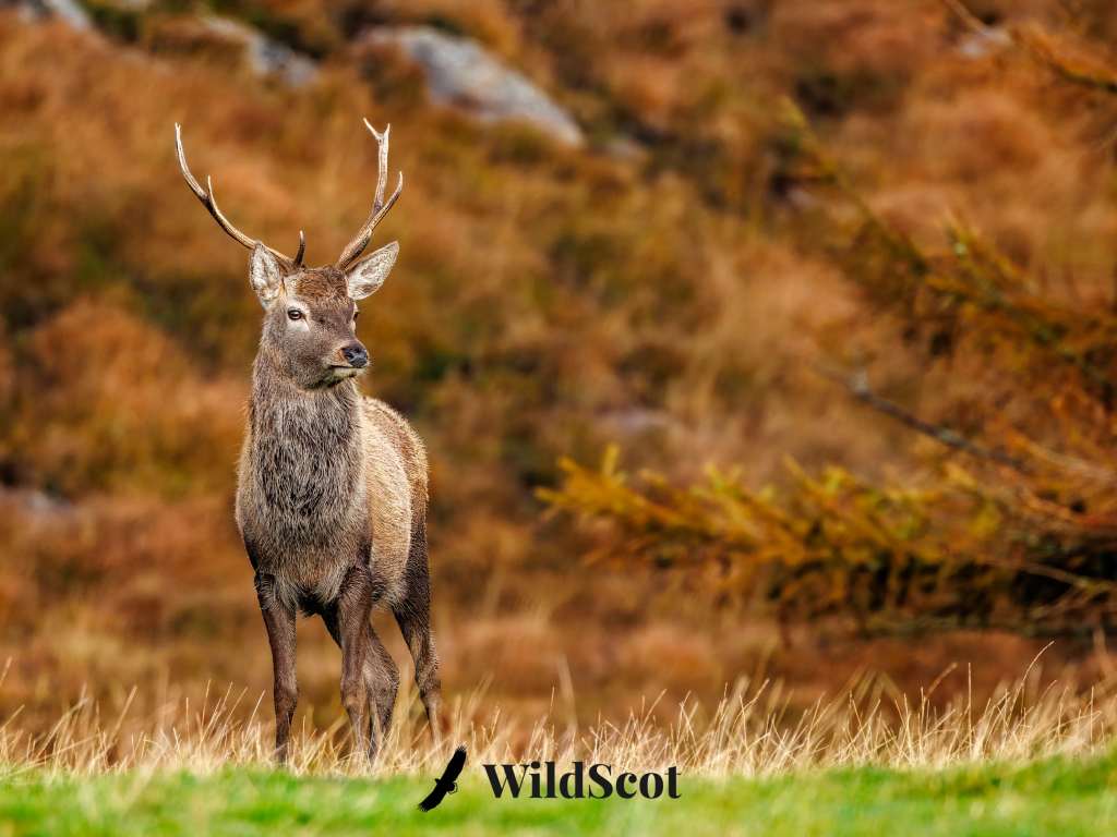 Red deer stag standing in a grassy field with brown autumn foliage in the background. WildScot logo visible.