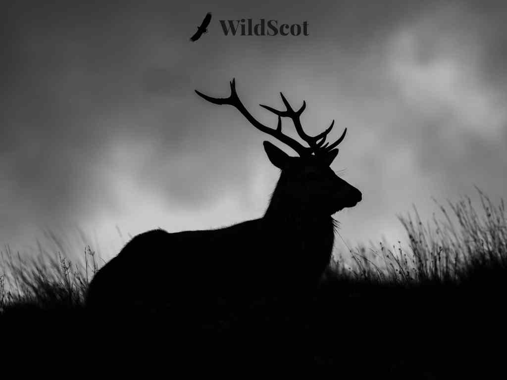 Silhouette of a majestic stag resting on a hillside under a cloudy sky. WildScot logo above.