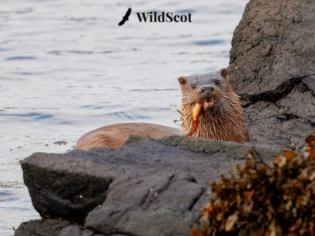 Scottish otter eating fish near rocks. WildScot logo.