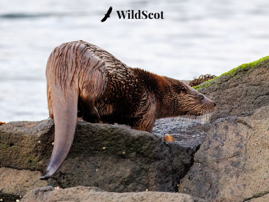 Wet otter on rocks, WildScot logo above.