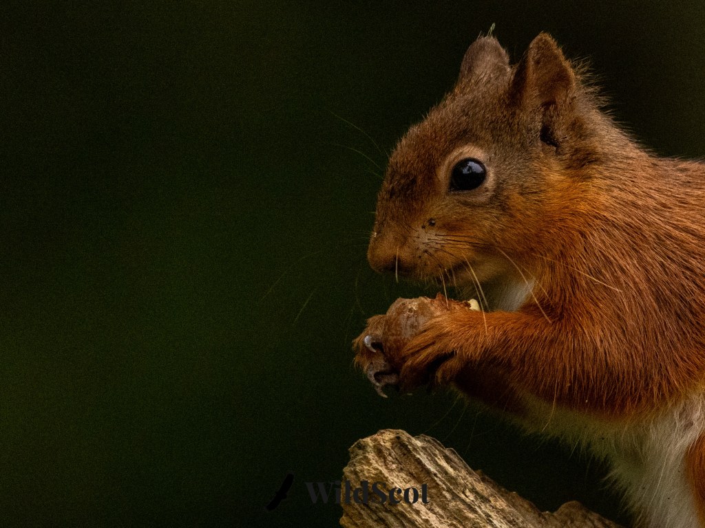 Red squirrel eating a nut, perched on a branch.