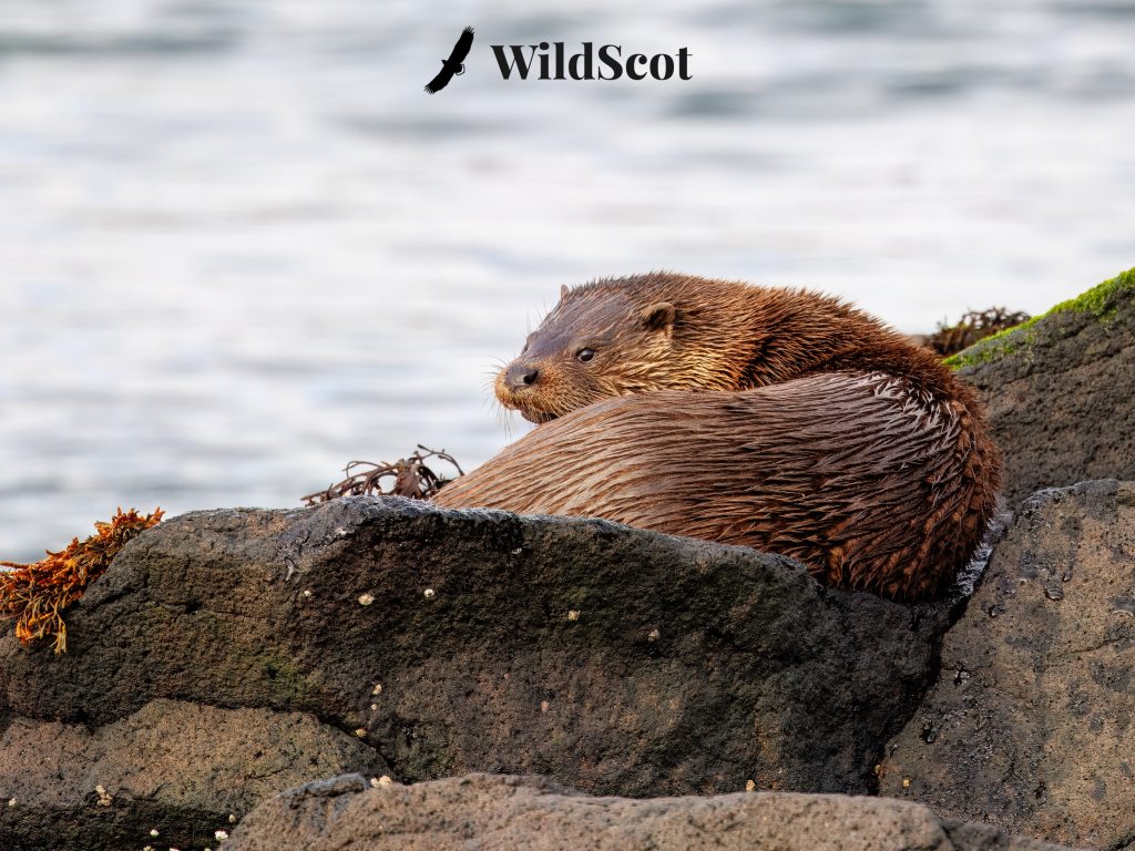 Otter curled up on rocks by the sea, with "WildScot" logo and eagle silhouette in the top corner.