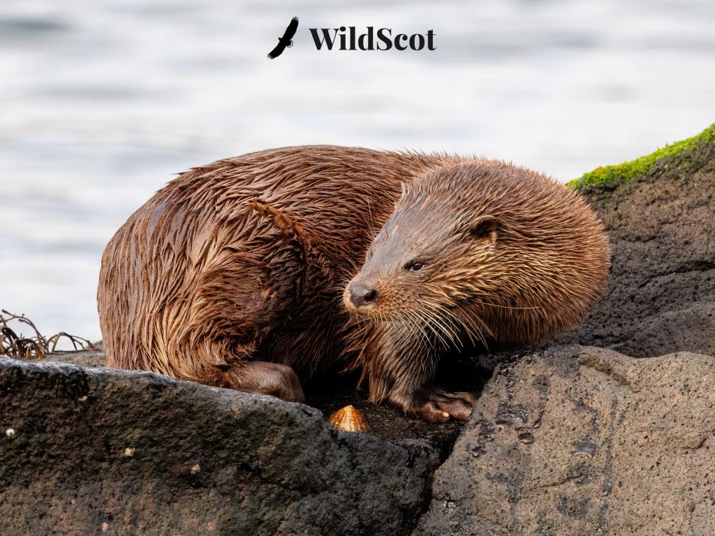 Wet otter resting on a rocky shore. WildScot logo visible.