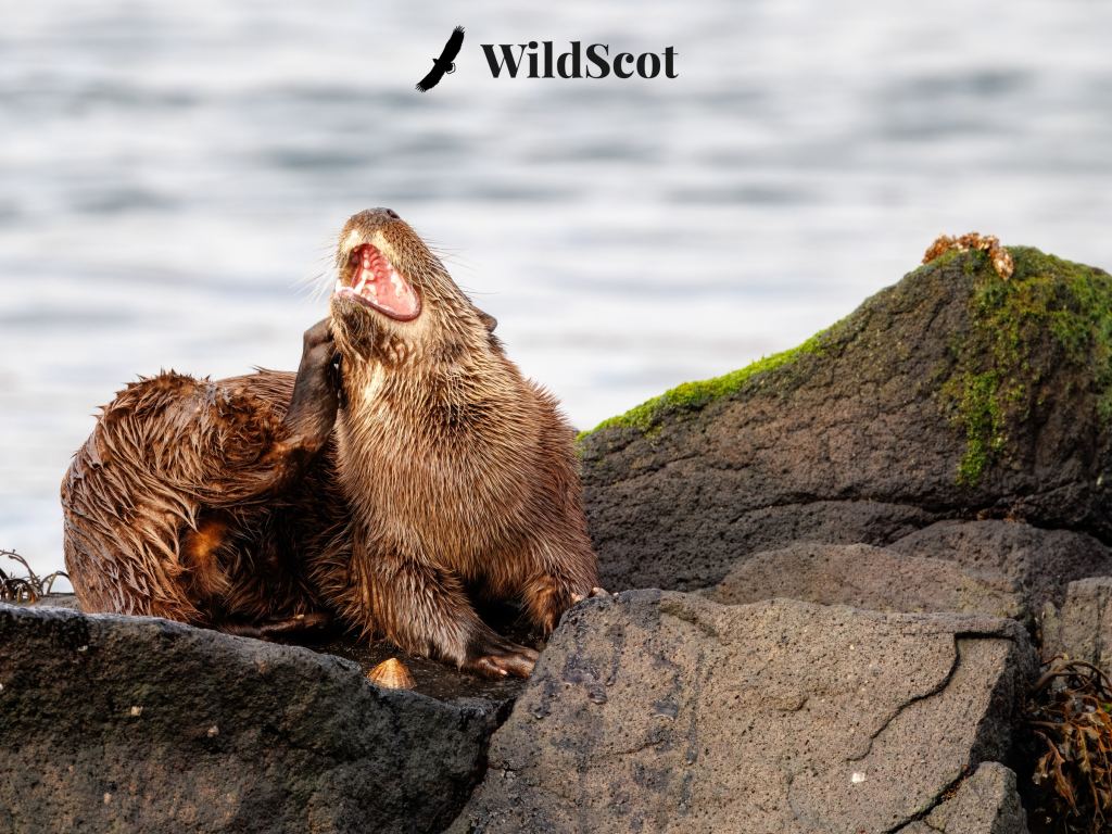 Scottish otter yawns on rocks by the sea; WildScot logo above.