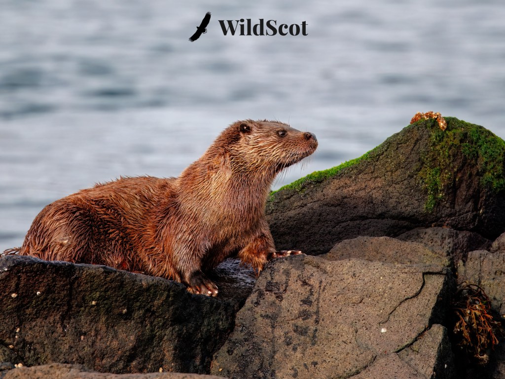 Otter on rocks by the sea, WildScot logo above.