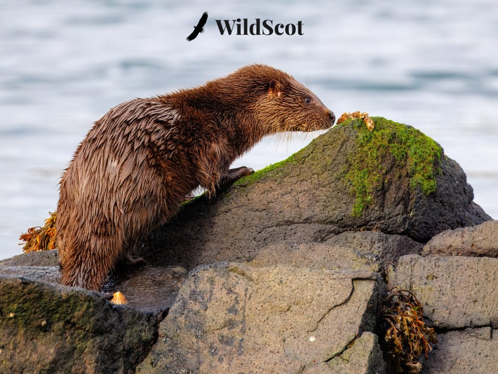 Otter on rocks with seaweed. "WildScot" text and bird silhouette in the top right corner.