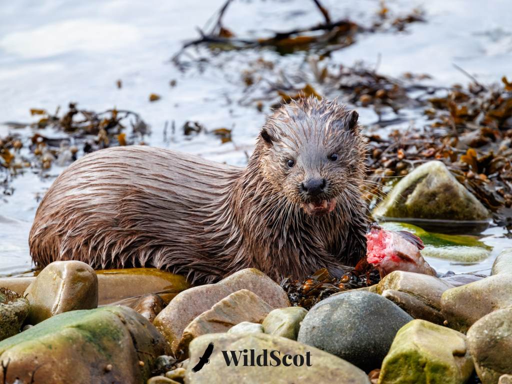 Otter eating fish on rocky shore near seaweed. WildScot logo at the bottom.