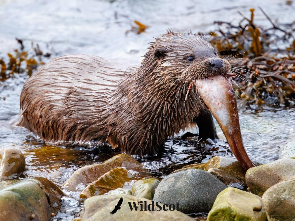 Eurasian otter with a fish in its mouth standing on a rocky shore. WildScot logo visible.