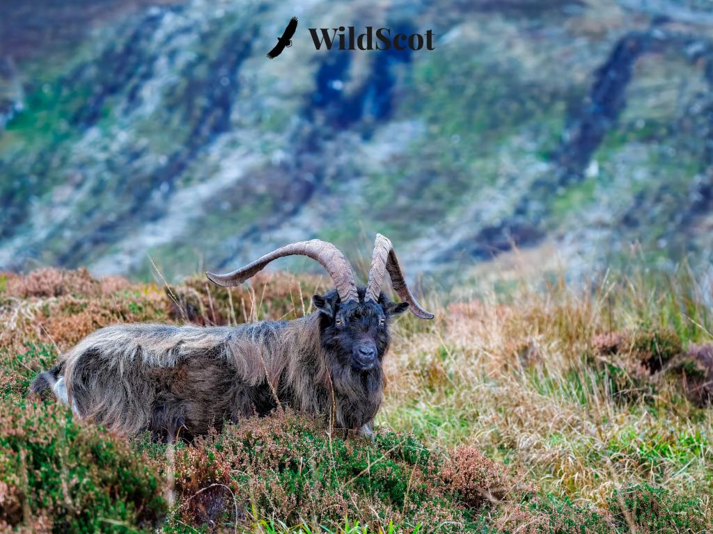 Wild goat with large horns in Scottish Highlands. "WildScot" logo visible.