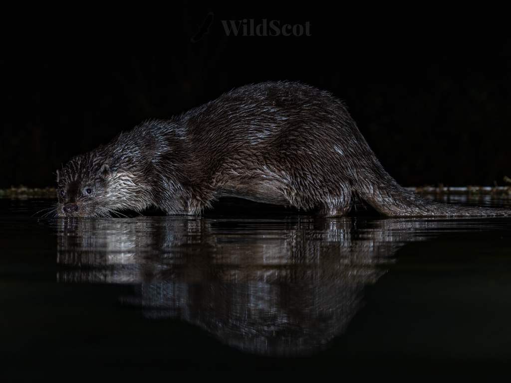 Otter in water at night, reflection visible. Wild animal hunting.