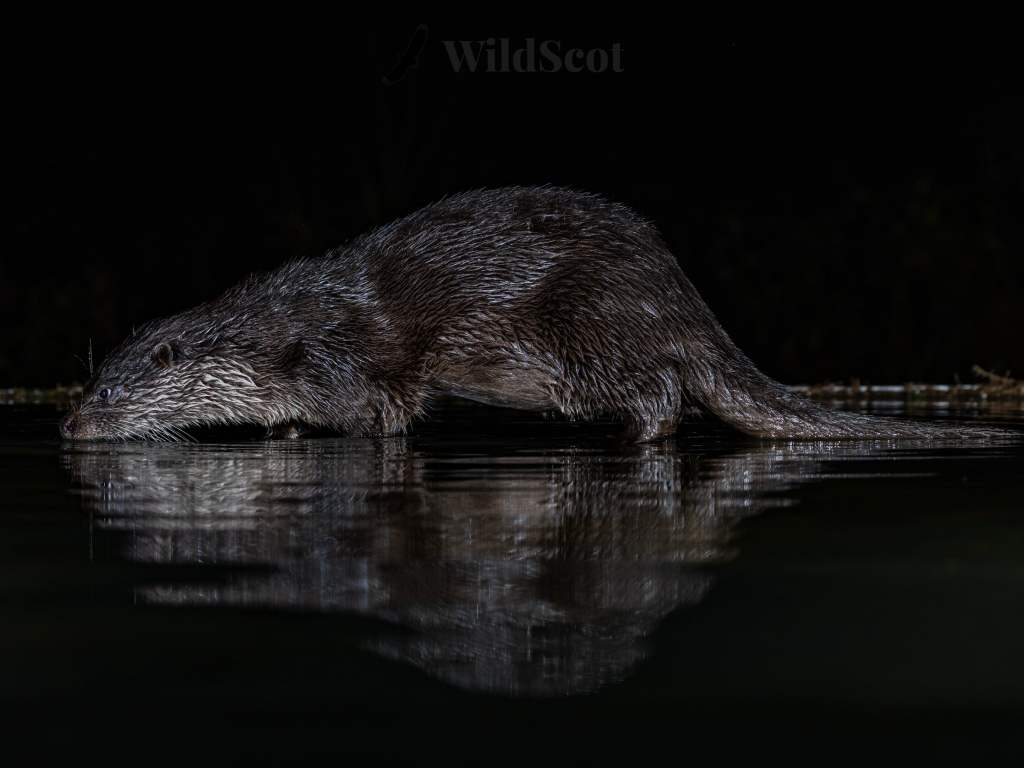 Eurasian otter in dark water, reflection visible. WildScot logo in corner.