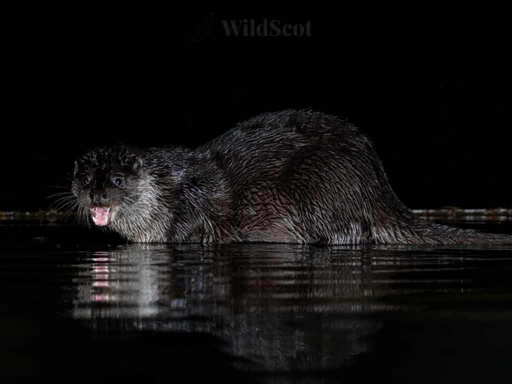 Otter in water, mouth open, reflected in dark water. WildScot watermark visible.
