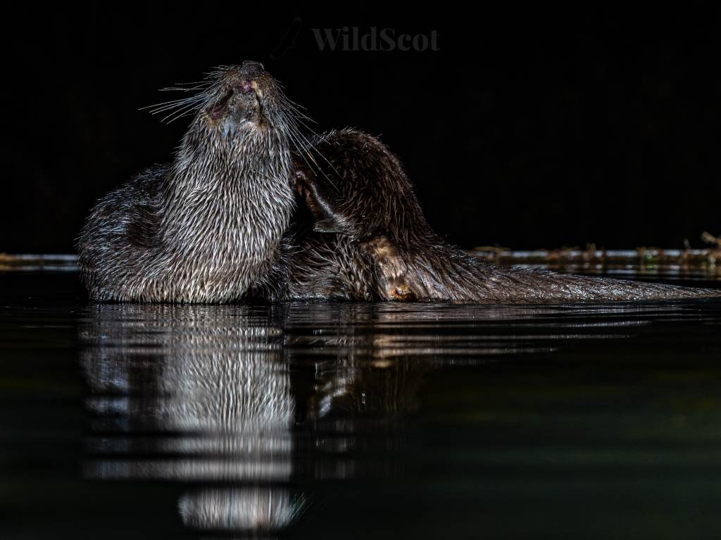 Two Eurasian otters grooming in water; reflection visible.
