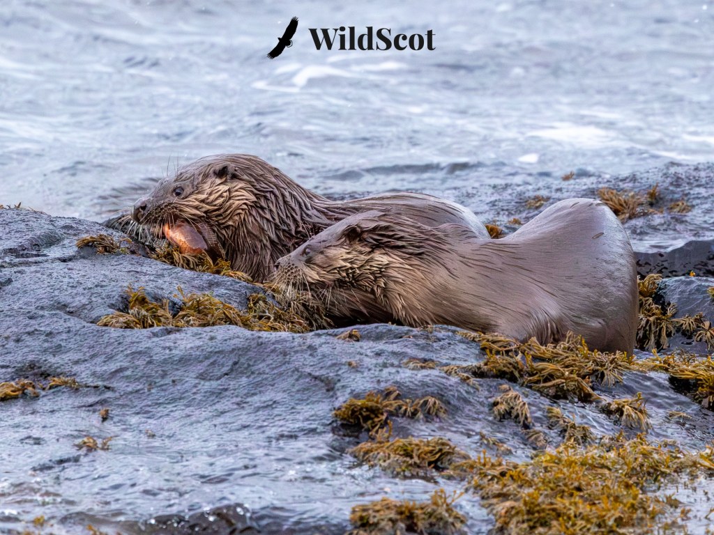 Two wet otters on rocks, one eating, with "WildScot" text and an eagle graphic above.