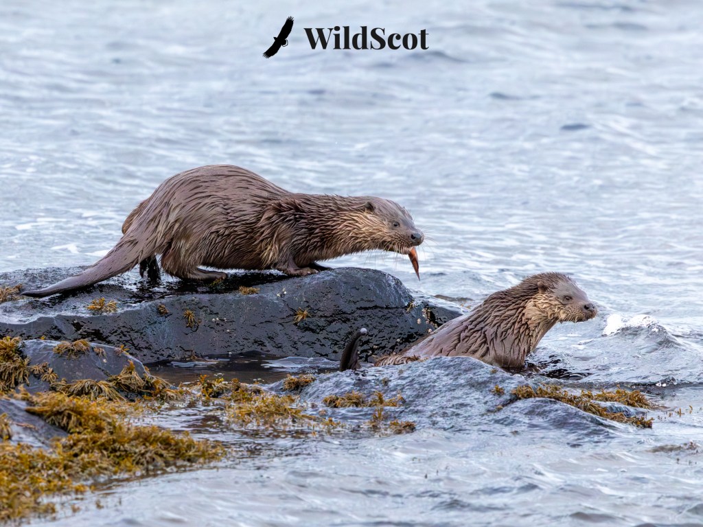 Two wild otters in Scotland, one on a rock with a fish. Text: WildScot.