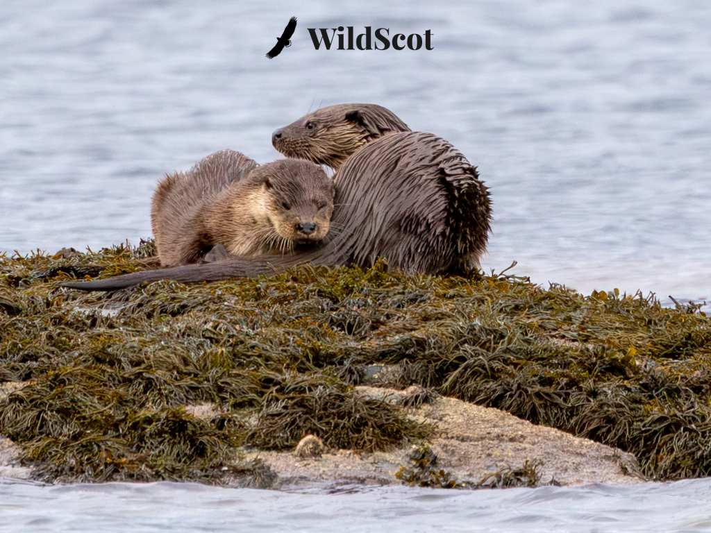 Two wet otters huddled together on a seaweed-covered rock. Text: WildScot.