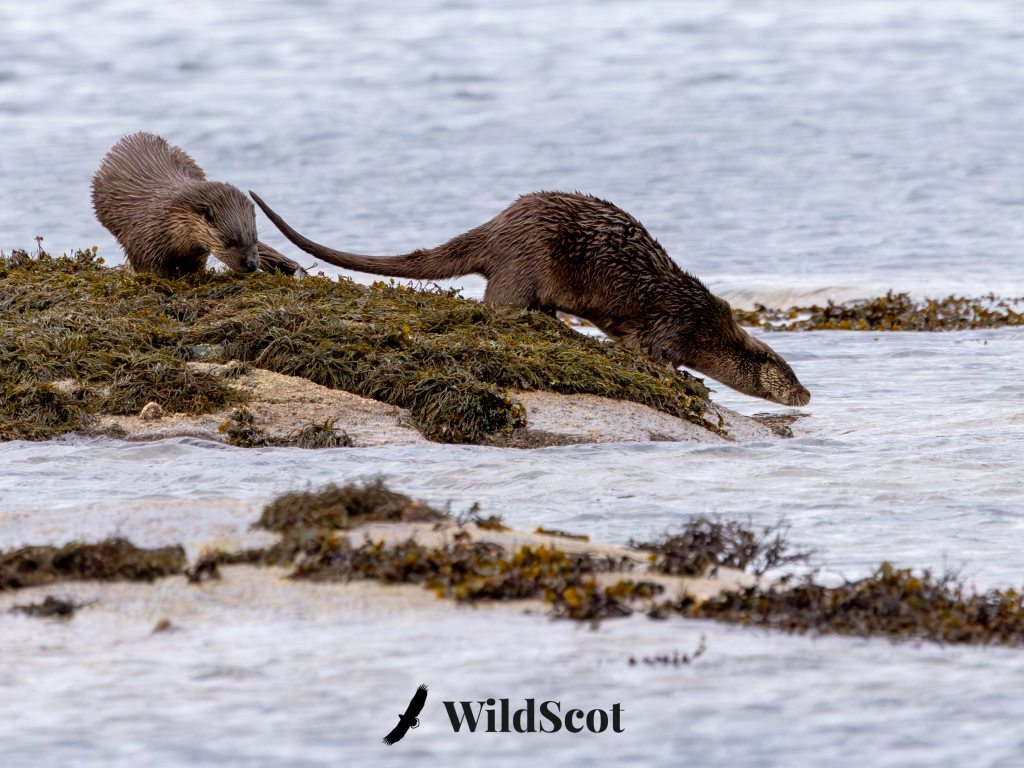 Two wild otters on a rocky shore. One otter is dipping its head into the water. WildScot logo at the bottom.