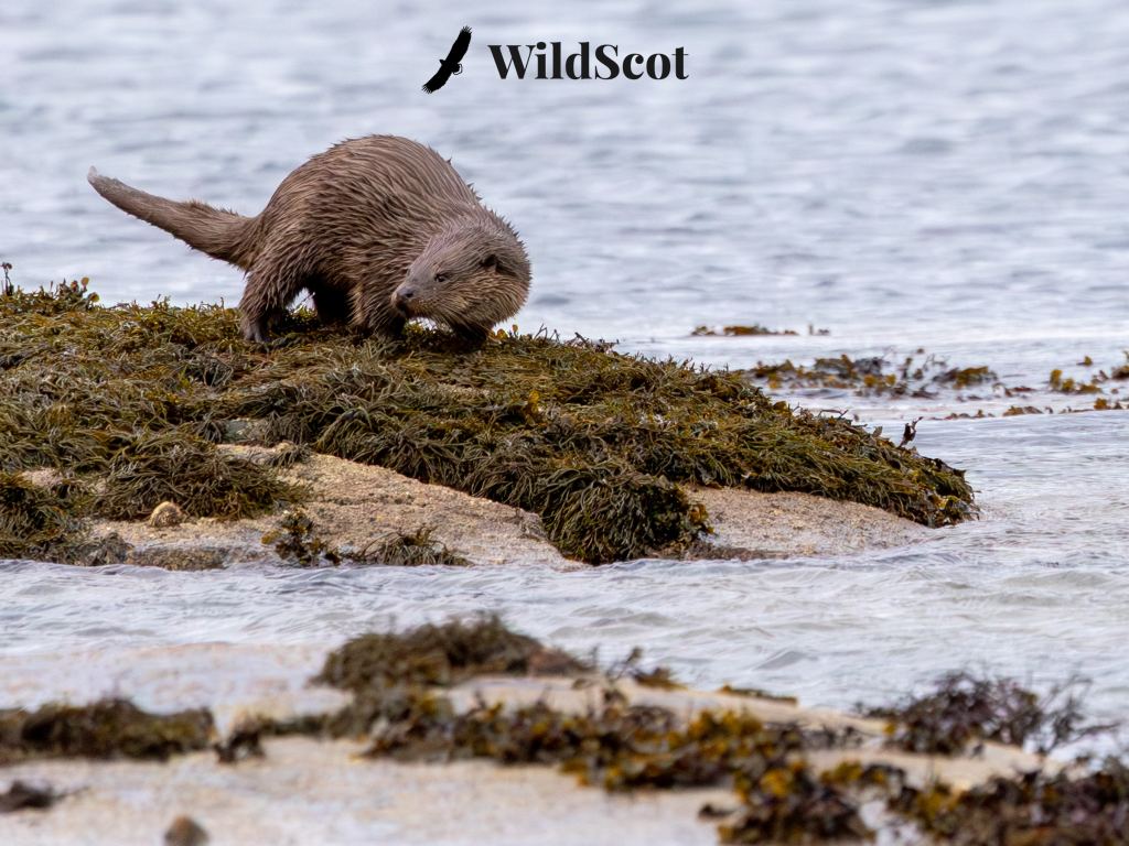 Otter on seaweed-covered rocks near water, with "WildScot" text overlay.