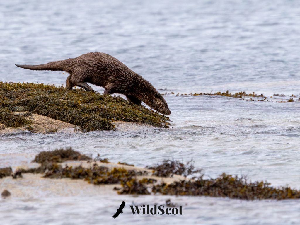Otter on seaweed-covered rocks near the water's edge, preparing to dive in.