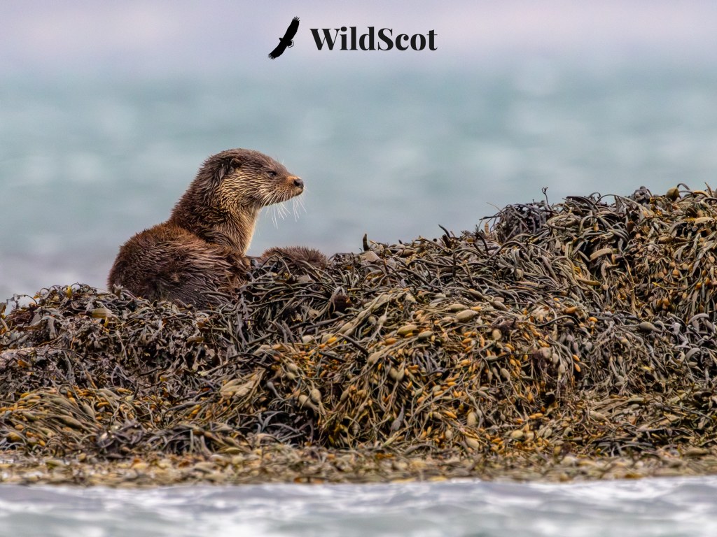 Otter on seaweed, WildScot logo above.
