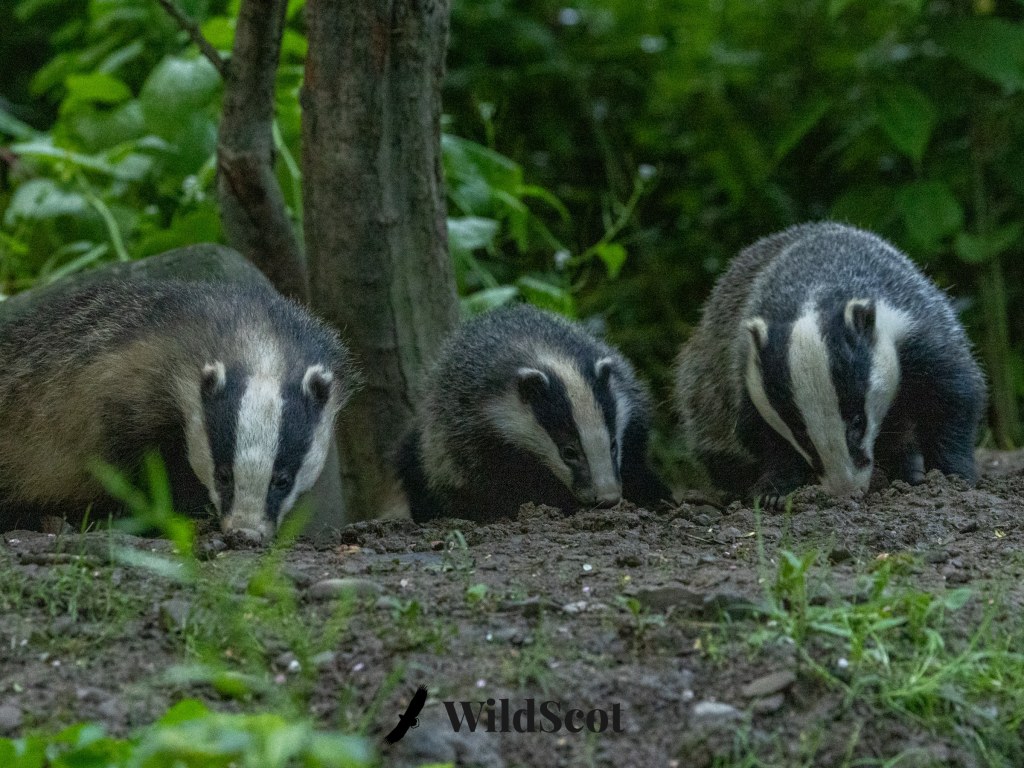 Three European badgers foraging in a woodland setting, close to the ground.