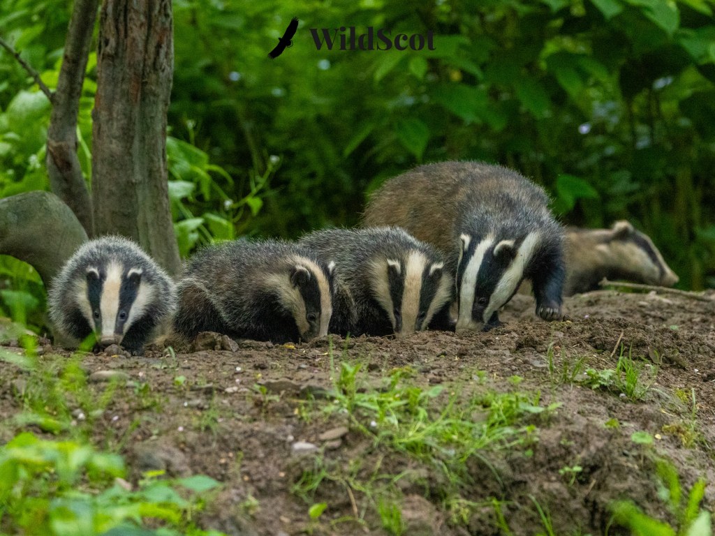 Badger cubs foraging in the dirt near a tree. WildScot logo visible.