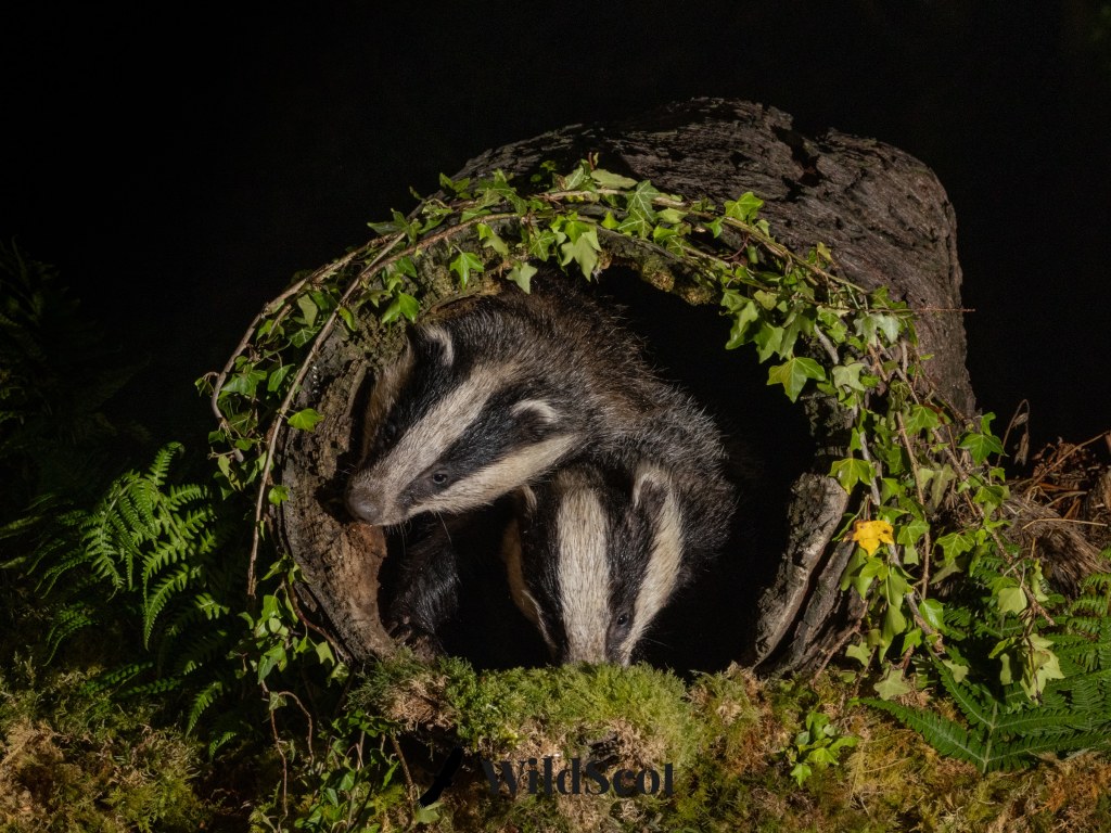 Badger in a log den surrounded by ivy and ferns. Wildlife scene.