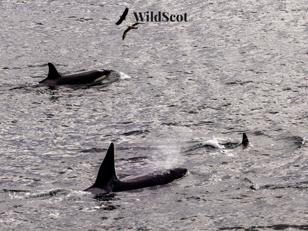 Orcas swimming in the ocean, with a bird flying overhead. WildScot logo visible.
