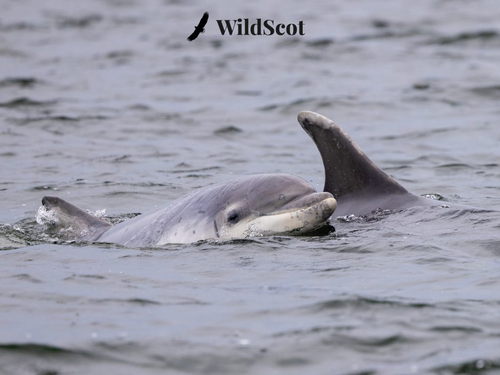 Bottlenose dolphins surfacing in the Moray Firth, Scotland. WildScot logo visible.