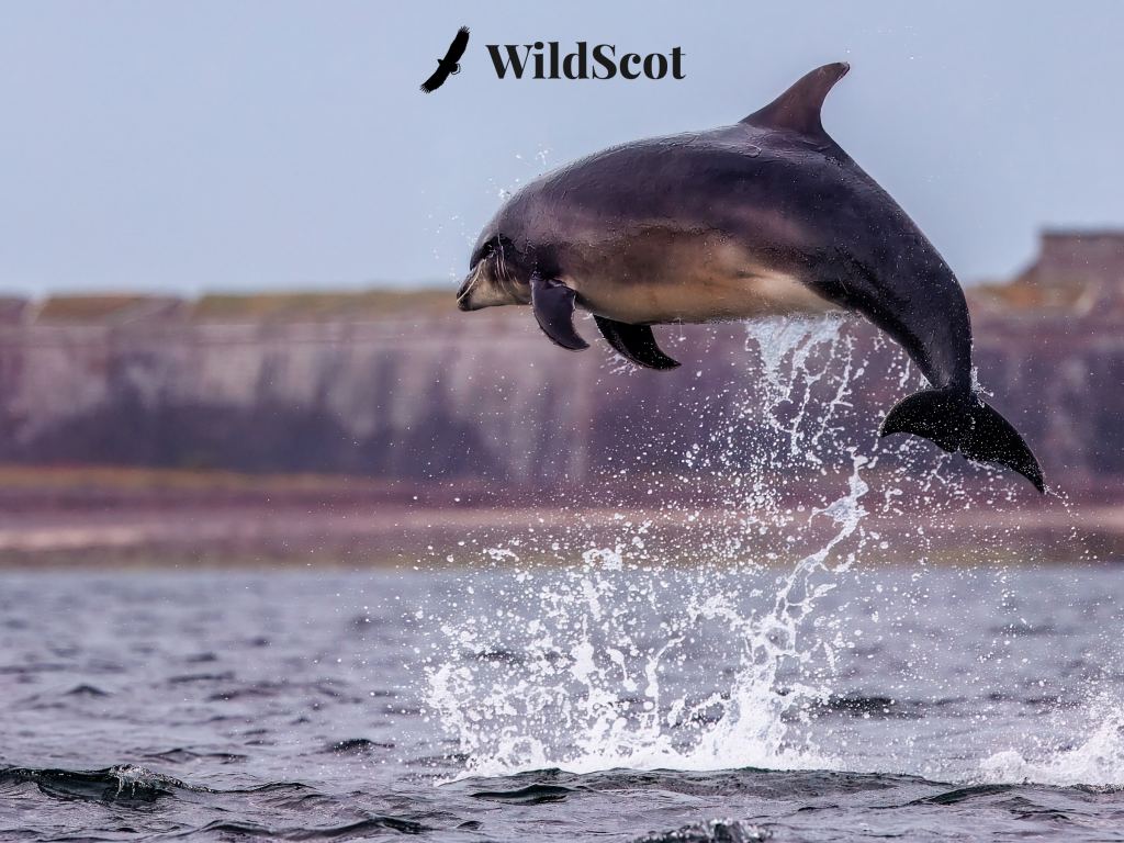Dolphin leaping from the sea with water splashing, WildScot logo above. Top target for Marine Mammals Photos