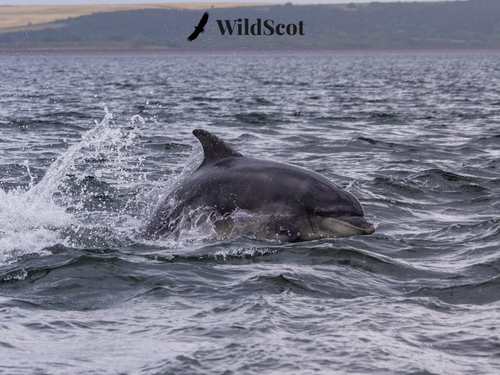 Dolphin breaching water with splash, WildScot logo visible.