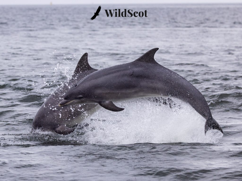 Dolphins leaping from the water with splashes, WildScot logo