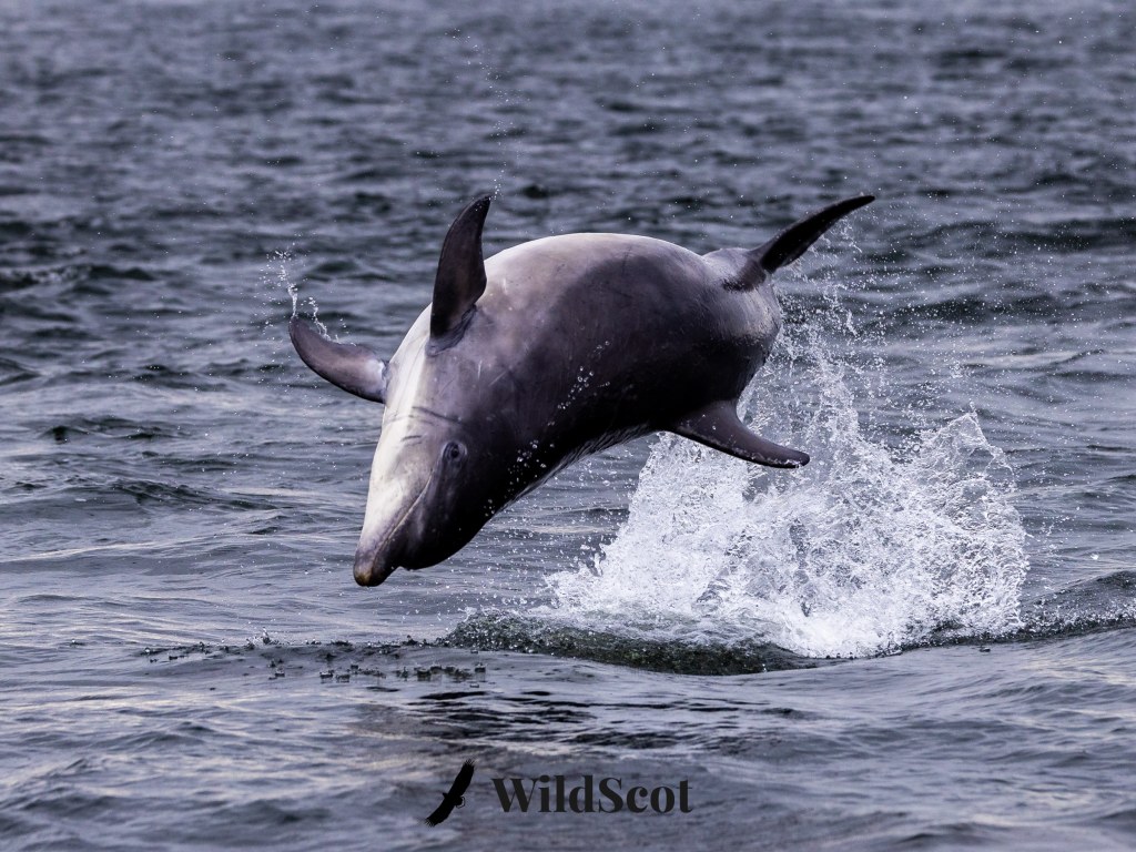 Dolphin leaping out of dark water, creating a splash. WildScot logo in the corner.