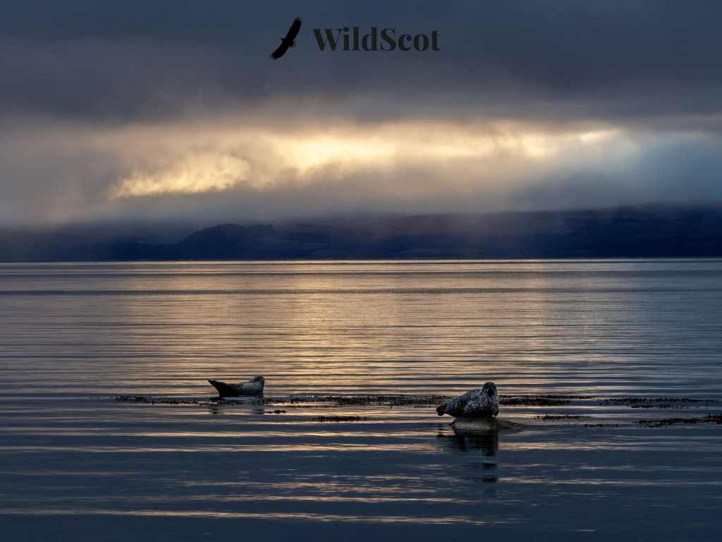 Seals resting in water under dramatic sky, "WildScot" text overlay