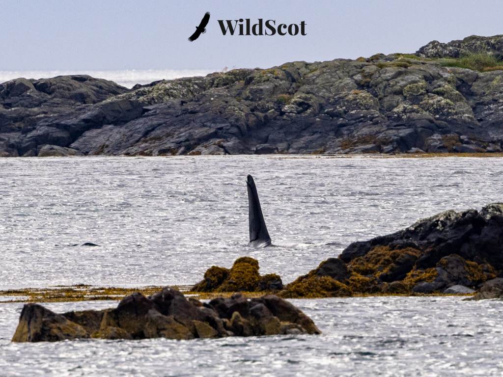 Orca fin breaching water near rocky Scottish coast, "WildScot" logo above