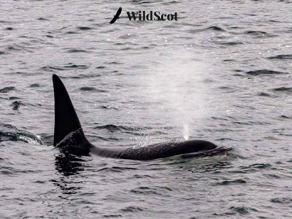 Orca whale breaching, blowing water. WildScot logo visible.