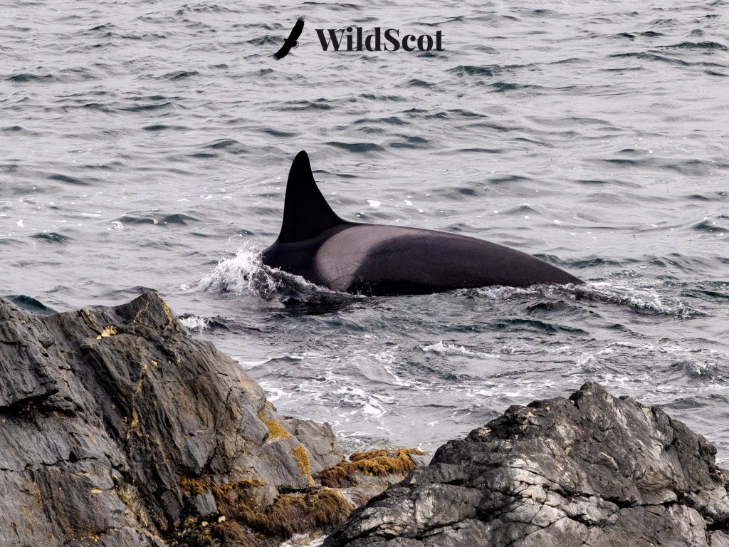 Orca whale breaches the surface near rocky shore with "WildScot" logo in the sky.