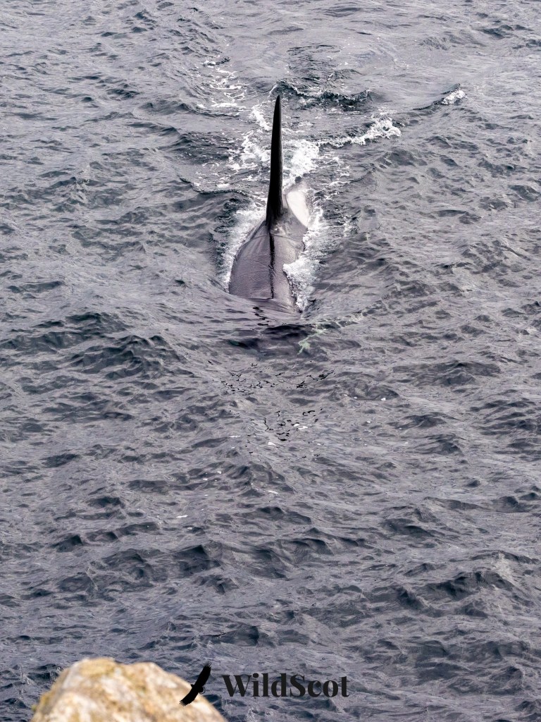 Orca whale swimming in dark ocean water, dorsal fin visible. "WildScot" logo at bottom.