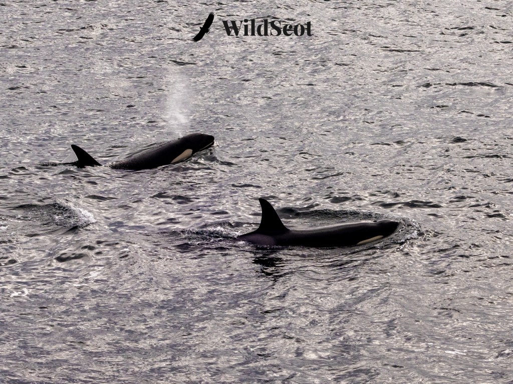 Two orcas swimming in the ocean, one blowing a spout of water, with the WildScot logo in the upper center.