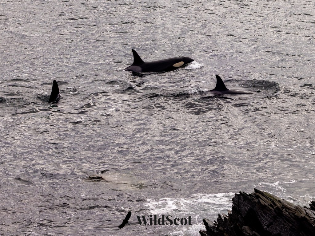 Orcas swimming in the ocean, dorsal fins visible above the water.