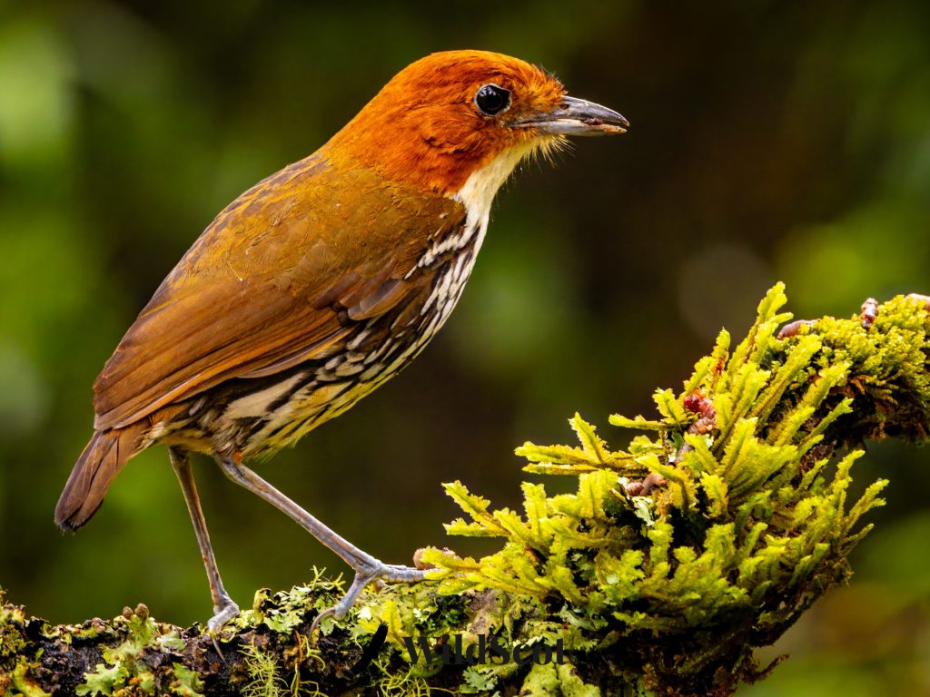 Chestnut-crowned antpitta perched on a mossy branch. Beautiful bird with orange head and brown body.
