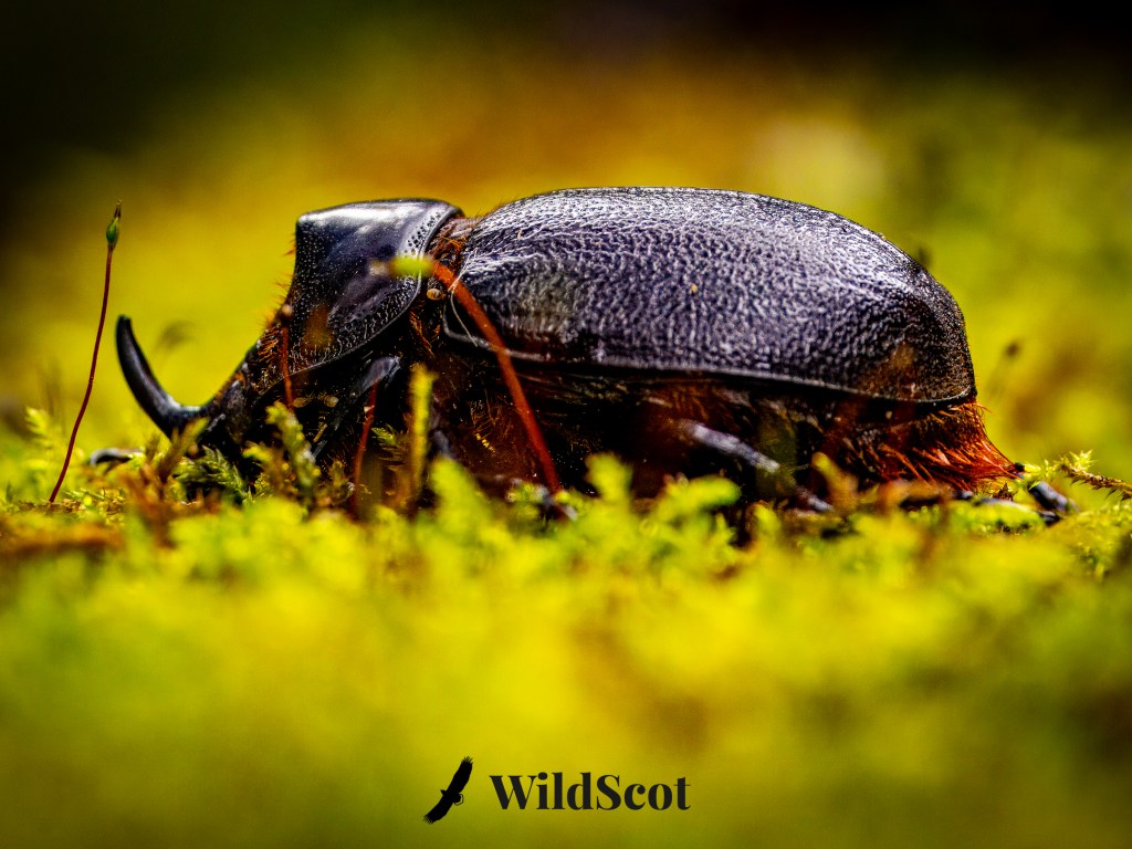 Rhinoceros beetle on moss, close-up. WildScot logo at bottom.