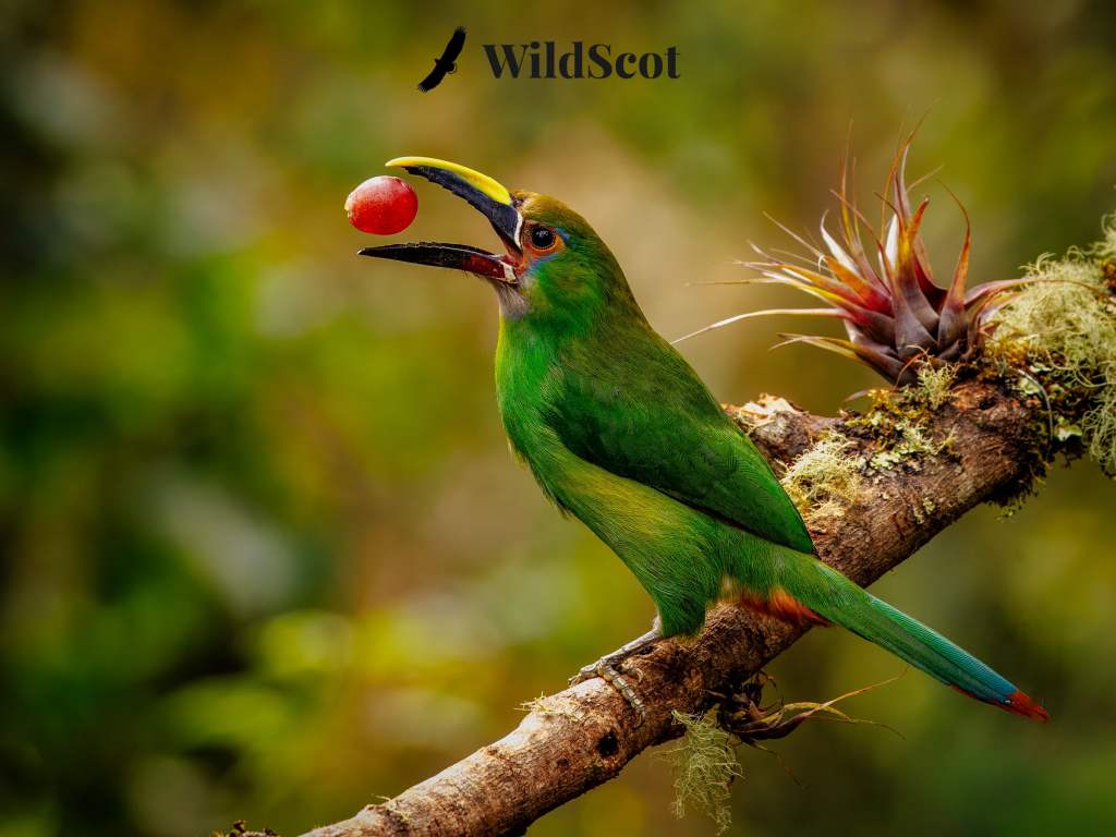 Emerald toucanet with a red berry in its beak, perched on a branch with moss and bromeliads. WildScot logo visible.