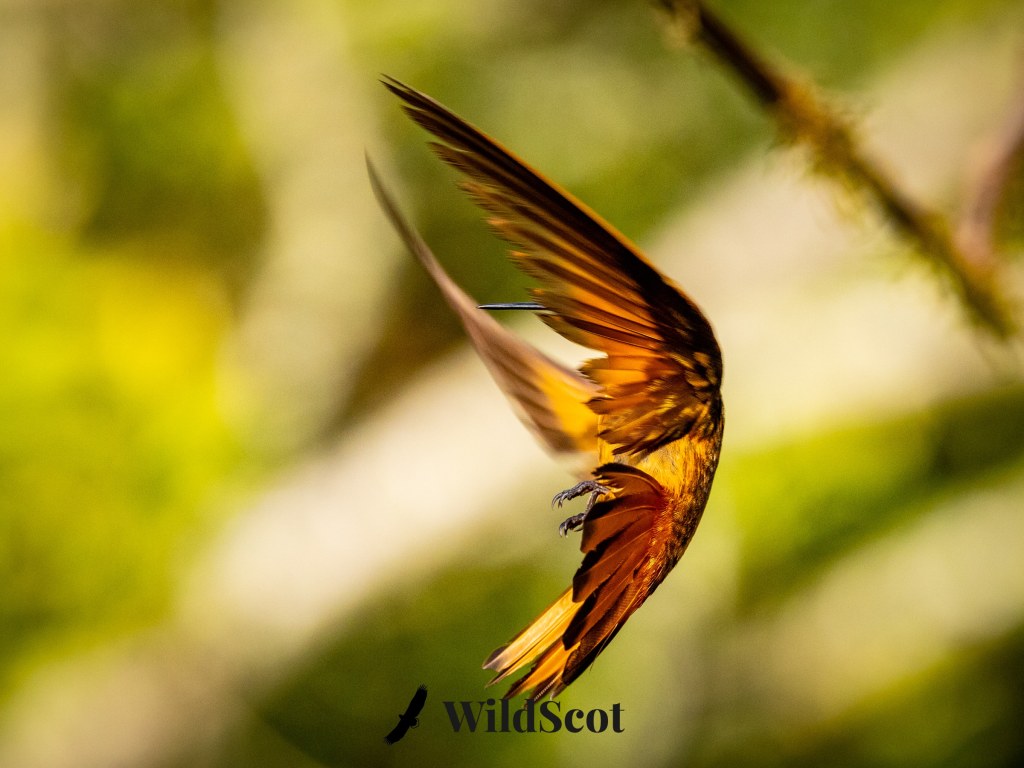 Hummingbird in flight showing vibrant orange and brown feathers.