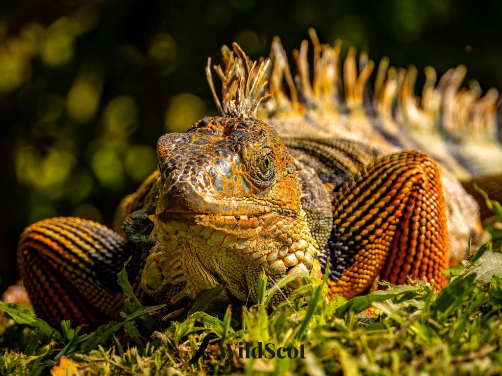 Close-up of a colorful orange and black iguana with spiky scales resting on green grass.